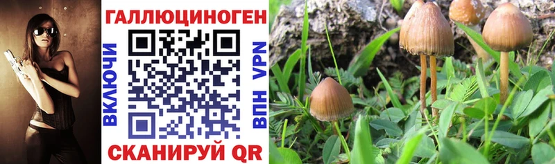 Купить закладки  Полтавская  Псилоцибиновые грибы Psilocybe 